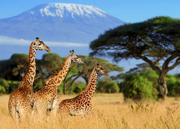 Kilimanjaro National Park