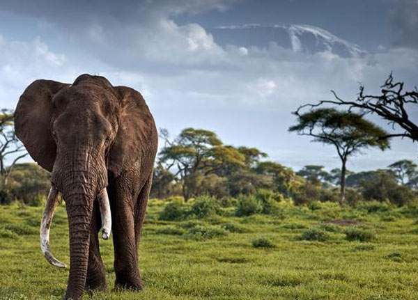Kilimanjaro National Park