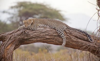 Tanzania Safari