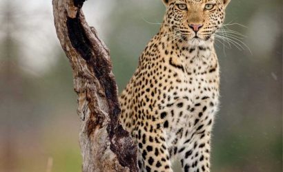 Serengeti national park