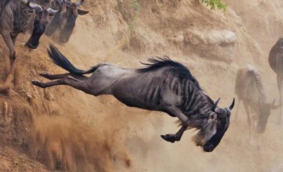 Great Wildbeest Migration Map