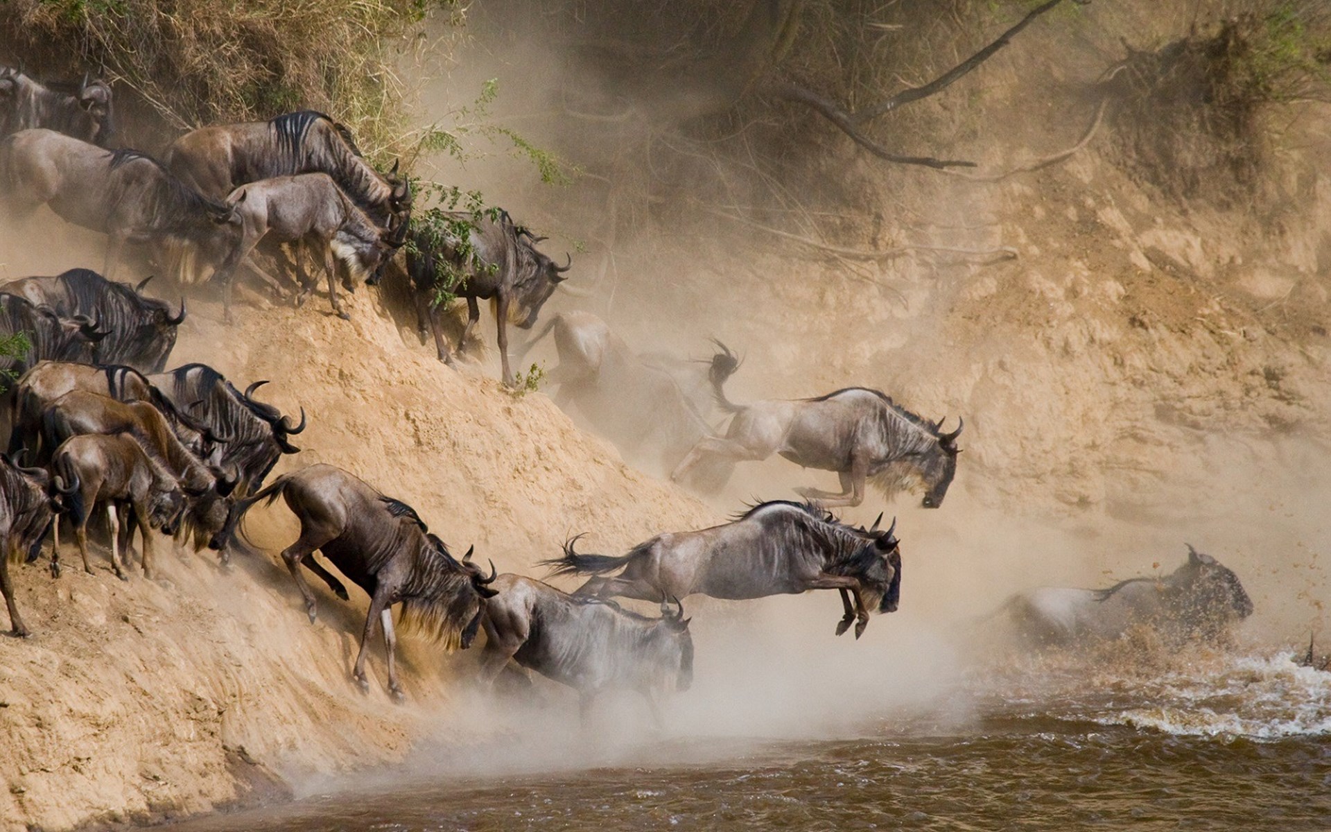 Great Wildbeest Migration