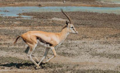 Tanzania Safari