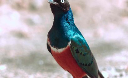 Tanzania Birding Safari