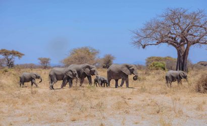 Tanzania Safari