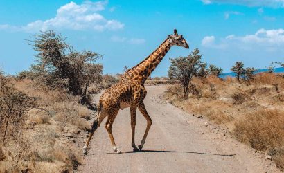Tanzania Safari