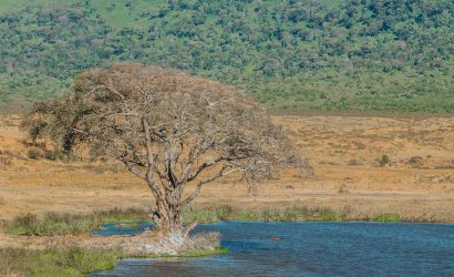 Tanzania Safari