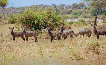 Tanzania Safari