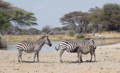 Tanzania Safari