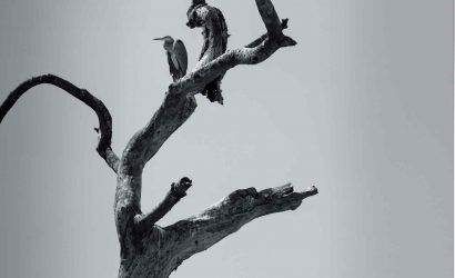 Tanzania Birding Safari