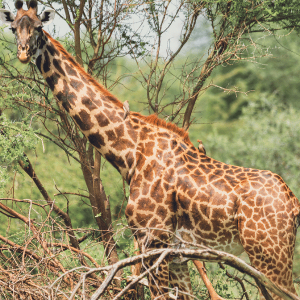 riverstonesafaris5