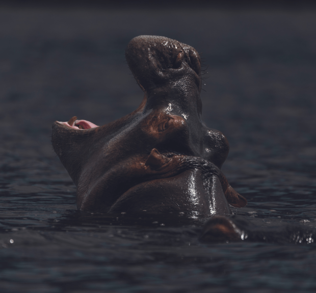 Ruaha