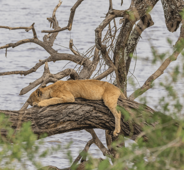 serengeti